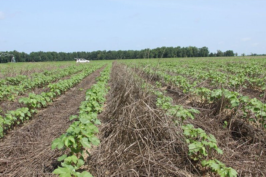 Weather, not demand, now controls the cotton market